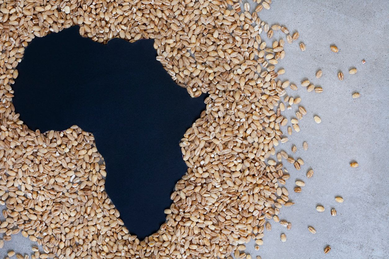 Grains scattered in the shape of the African continent on a grey background.