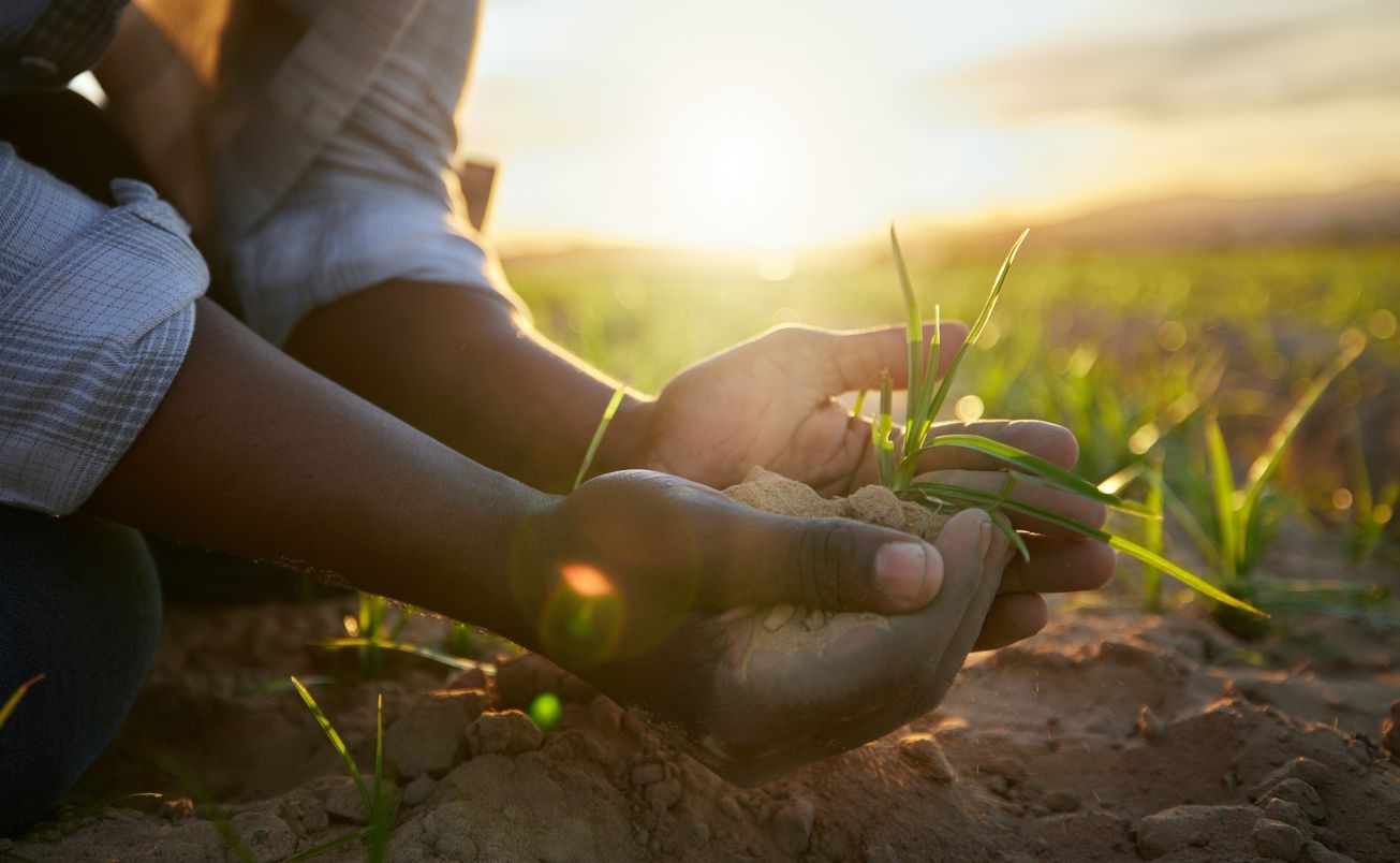 Close-up of hands holding soil and a young plant in a field at sunset.